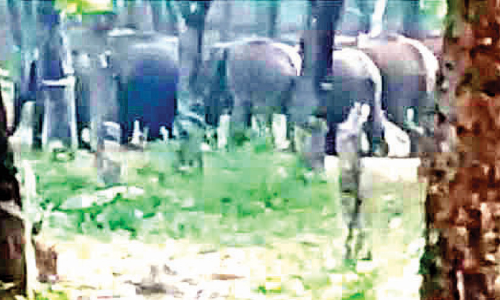 പാലപ്പിള്ളിയെ വിറപ്പിച്ച് കാട്ടാനക്കൂട്ടം