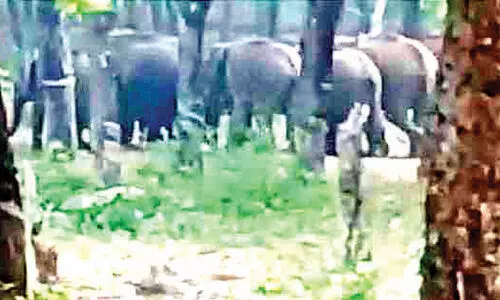 പാലപ്പിള്ളിയെ വിറപ്പിച്ച് കാട്ടാനക്കൂട്ടം പാലപ്പിള്ളിയെ വിറപ്പിച്ച് കാട്ടാനക്കൂട്ടം