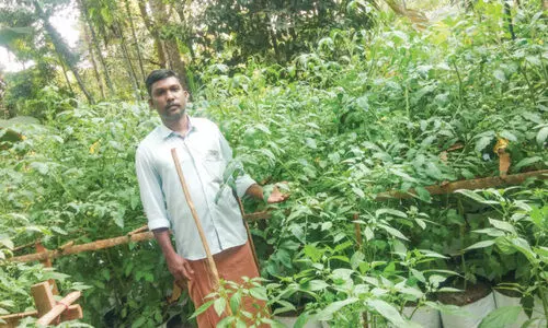 ഈ യുവ കർഷകന് കൃഷി നേരംപോക്കല്ല