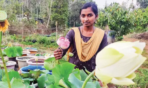 prajisha lotus