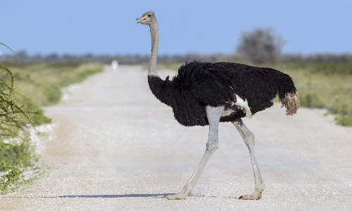 തലച്ചോറിനേക്കാൾ വലിയ കണ്ണുള്ള പക്ഷിയോ!