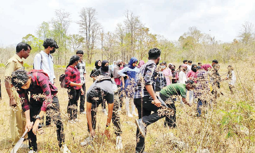 തോൽപെട്ടി വന്യജീവി സങ്കേതം: കളകൾ വെട്ടിമാറ്റി വിദ്യാർഥികൾ തോൽപെട്ടി വന്യജീവി സങ്കേതം: കളകൾ വെട്ടിമാറ്റി വിദ്യാർഥികൾ