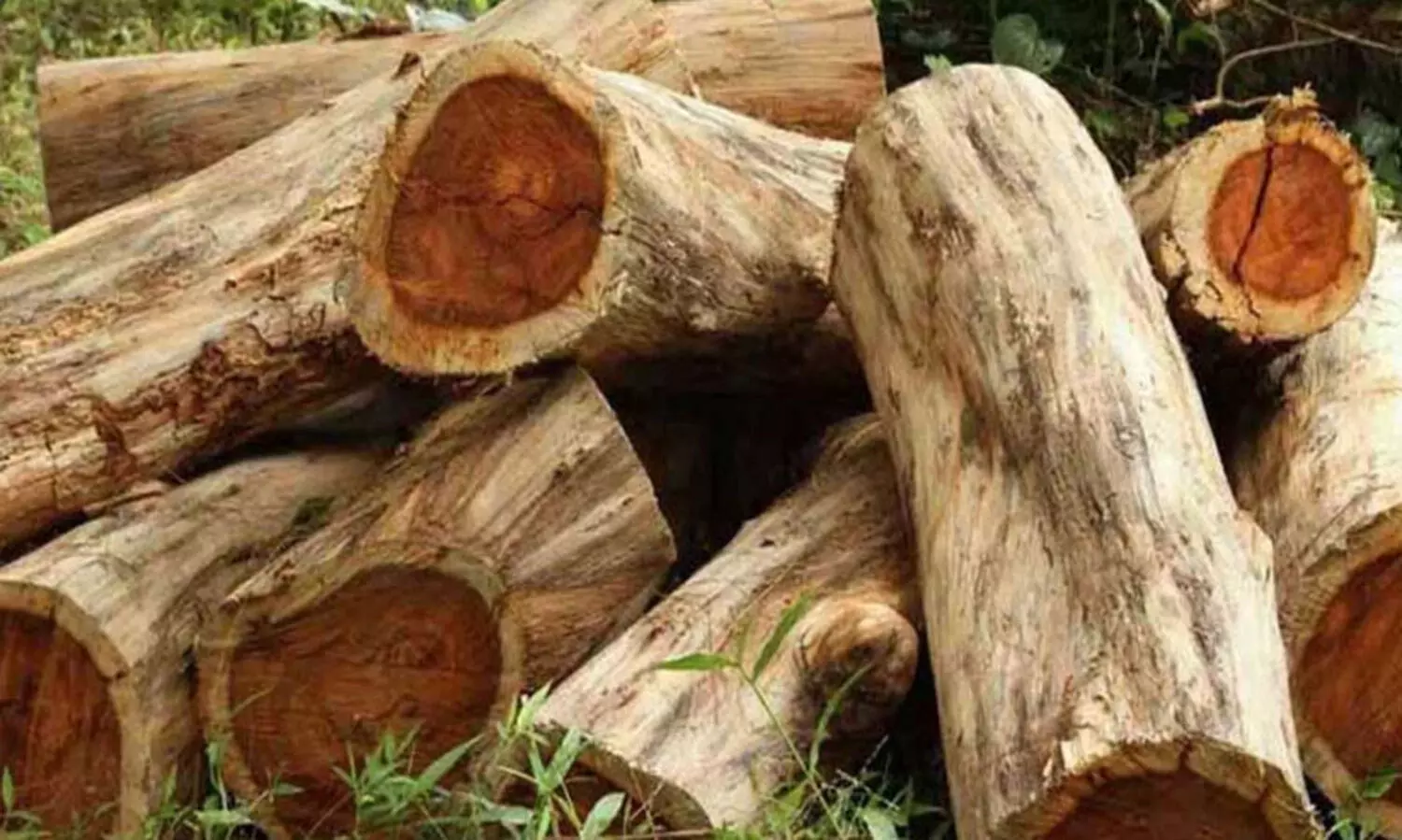 മുട്ടിൽ മരം മുറി