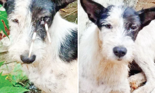 കണ്ണിൽ മുള്ളുതറച്ച പട്ടിക്കുട്ടി നൊമ്പരക്കാഴ്ചയായി; സന്നദ്ധ പ്രവർത്തകരുടെ ശ്രമഫലമായി മോചനം കണ്ണിൽ മുള്ളുതറച്ച പട്ടിക്കുട്ടി നൊമ്പരക്കാഴ്ചയായി; സന്നദ്ധ പ്രവർത്തകരുടെ ശ്രമഫലമായി മോചനം