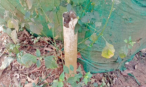 ജലവിതരണ സംവിധാനമില്ല;  കുന്ദമംഗലം വയലിൽ   കുടിവെള്ളക്ഷാമം രൂക്ഷം