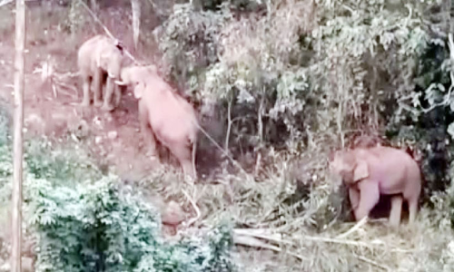 കൊമ്പുകോർത്ത് ആനക്കൂട്ടം; തൊഴിലാളികൾ ഭീതിയിൽ