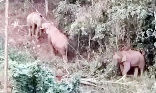 കൊമ്പുകോർത്ത് ആനക്കൂട്ടം; തൊഴിലാളികൾ ഭീതിയിൽ