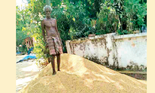 Paddy farmers Paddy farmers