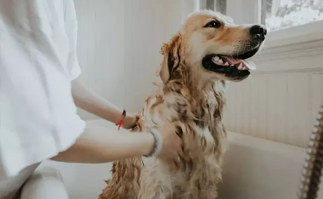 വളർത്തുനായയെ ആക്രമിക്കുന്നത് തടഞ്ഞതിന് 85കാരനെ കൗമാരക്കാരൻ തല്ലിക്കൊന്നു