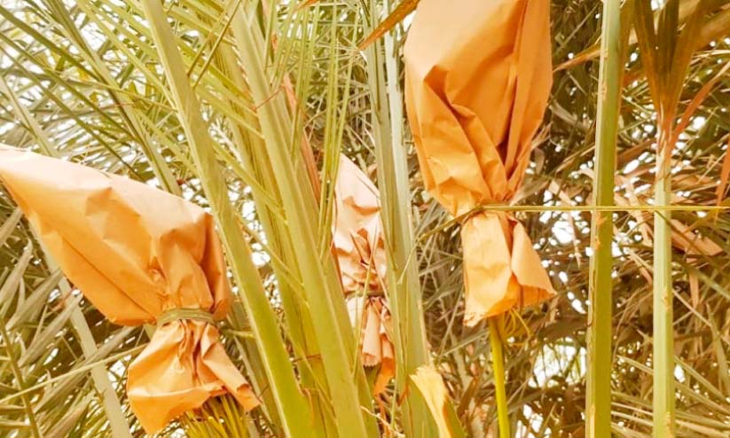 saudi dates saudi dates