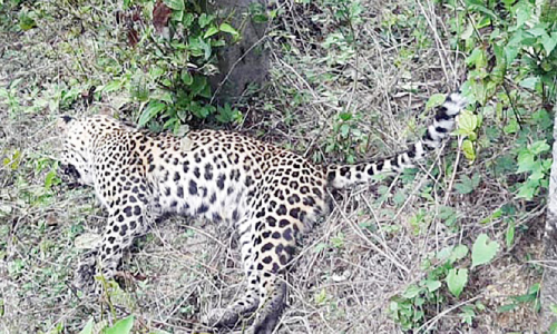 പൊന്മുടിയില്‍ പുള്ളിപ്പുലി ചത്തത് ഷോക്കേറ്റ്