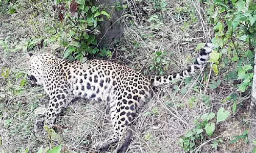 പൊന്മുടിയില്‍ പുള്ളിപ്പുലി ചത്തത് ഷോക്കേറ്റ്