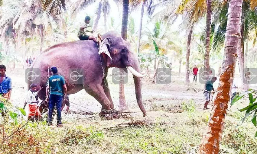 Elephant violence