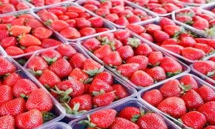 ഇറക്കുമതി പഴങ്ങൾ നിയന്ത്രണങ്ങൾക്ക് വിധേയം –ഫുഡ് ആൻഡ് ഡ്രഗ് അതോറിറ്റി