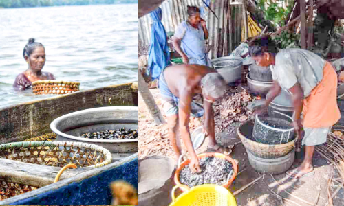 mussel breeding, Pollution