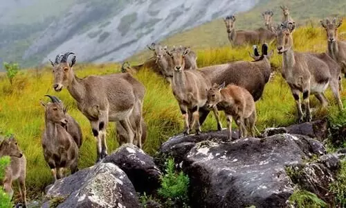 eravikulam national park