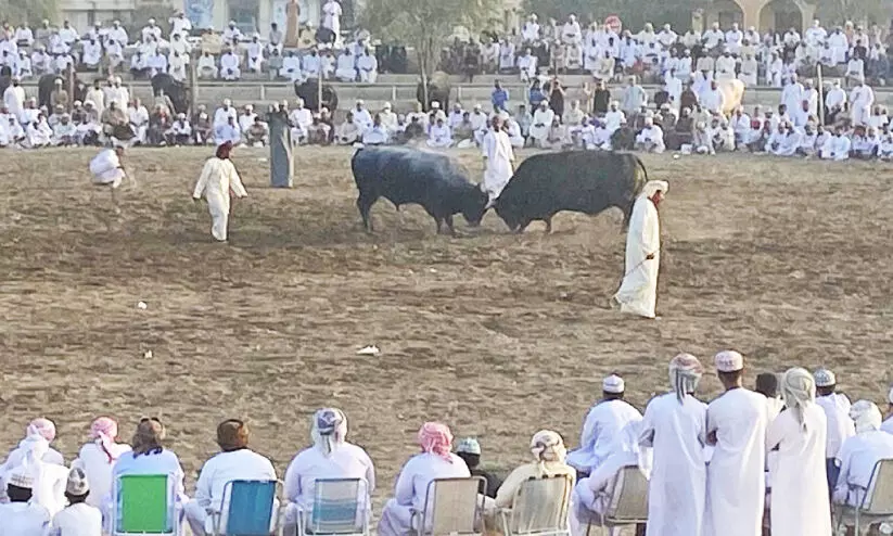 ആവേശംവിതറി സുഹാറിൽ കാളപ്പോര് മത്സരങ്ങൾ ആവേശംവിതറി സുഹാറിൽ കാളപ്പോര് മത്സരങ്ങൾ