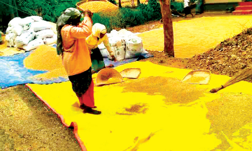 സംഭരണം വൈകുന്നു; നനഞ്ഞ നെല്ലുമായി വലഞ്ഞ് കർഷകർ സംഭരണം വൈകുന്നു; നനഞ്ഞ നെല്ലുമായി വലഞ്ഞ് കർഷകർ