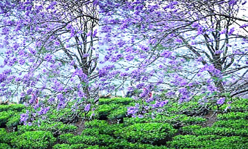 മൂ​ന്നാ​റിൽ ഒ​ന്ന​ര​യേ​ക്ക​ര്‍ വ്യാജപട്ടയഭൂമി തിരിച്ചുപിടിക്കും; 50 കോടി മൂല്യമുള്ള ഭൂമി തിരിച്ചുപിടിക്കാനാണ്​ കലക്​ടറുടെ ഉത്തരവ്​