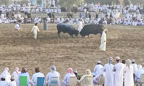 ആ​വേ​ശം​വി​ത​റി സു​ഹാ​റി​ൽ  കാ​ള​പ്പോ​ര്​ മ​ത്സ​ര​ങ്ങ​ൾ