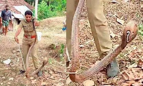 നാട്ടിൻപുറങ്ങളിൽ പാമ്പ് വർധിക്കുന്നു; മൂന്നുമാസത്തിനിടെ തലസ്ഥാനത്ത് പിടിയിലായത് 200 ലധികം പാമ്പുകൾ