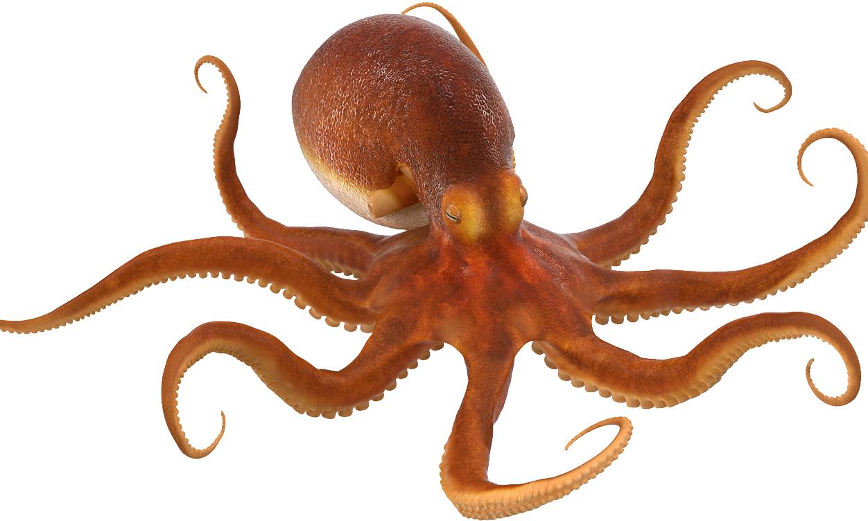 Octopus Octopus