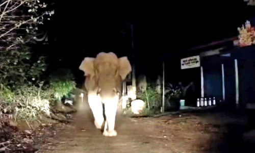 കാട്ടാനയുമായി മുഖാമുഖം; ജീവൻ തിരിച്ചുകിട്ടിയ ആശ്വാസത്തിൽ നിധീഷും കുടുംബവും