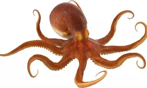 Octopus