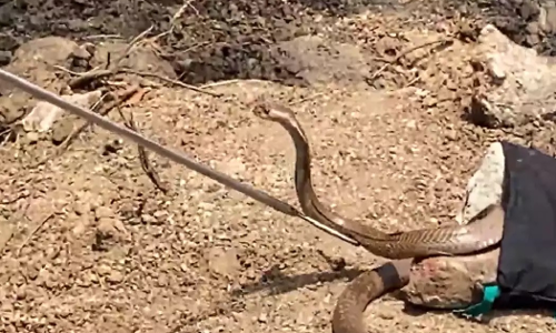 കിണറ്റിലകപ്പെട്ട മൂർഖനെ യുവാവ് രസകരമായി രക്ഷപ്പെടുത്തുന്ന വിഡിയോ തരംഗമായി