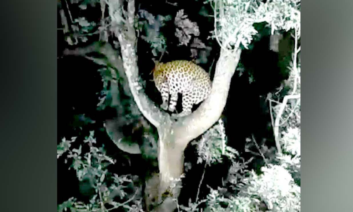 മരത്തിനു മുകളിൽ പുലി; നാട്ടുകാർ ഭീതിയിൽ മരത്തിനു മുകളിൽ പുലി; നാട്ടുകാർ ഭീതിയിൽ