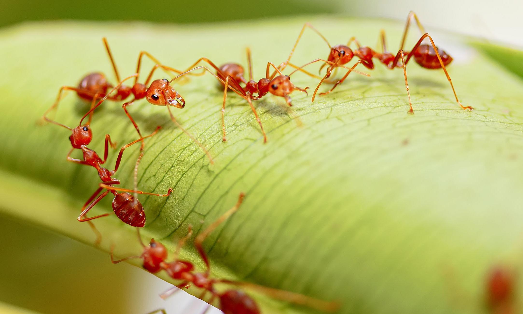 ants ants