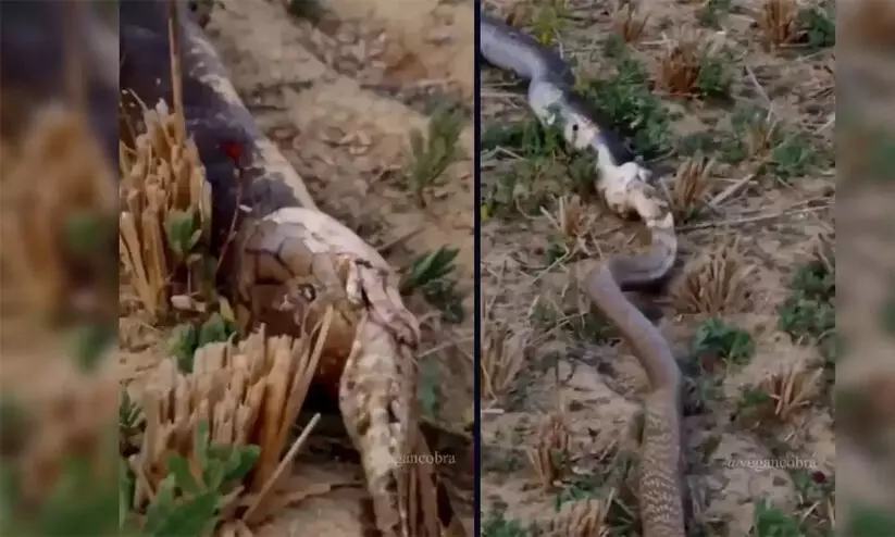 വിശന്നാൽ ഞാൻ ഞാനല്ലാതാകും-പാമ്പിനെ വിഴുങ്ങാൻ ശ്രമിക്കുന്ന രാജവെമ്പാലയുടെ ദൃശ്യങ്ങൾ