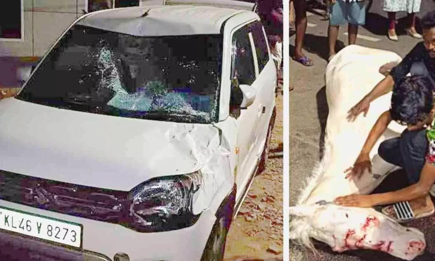 കാറിടിച്ച് കുതിരക്കും യുവാവിനും പരിക്കേറ്റു