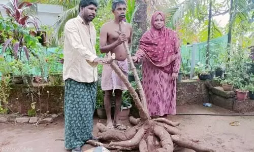 ഒരു മൂടിൽനിന്ന് 60 കിലോ കപ്പ