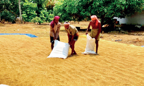 നെല്ലിലെ ഈർപ്പ പരിശോധന: അപാകത പരിഹരിക്കണമെന്ന് കർഷകർ നെല്ലിലെ ഈർപ്പ പരിശോധന: അപാകത പരിഹരിക്കണമെന്ന് കർഷകർ