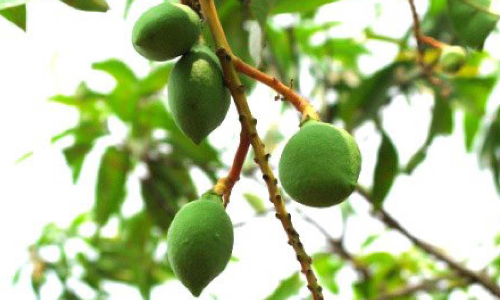 പ്രതിഷേധങ്ങൾക്ക് പുല്ലുവില, കണ്ണിമാങ്ങകൾ പി.ഡബ്ല്യു.ഡി ലേലം ചെയ്യുന്നു