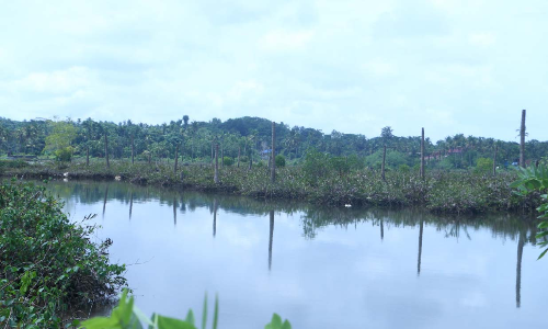 ഹരിതസ്വപ്നങ്ങൾക്ക് തിരിച്ചടി; റംസാർ സൈറ്റിൽപെടാതെ കാട്ടാമ്പള്ളിയും കവ്വായിയും