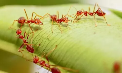 ants