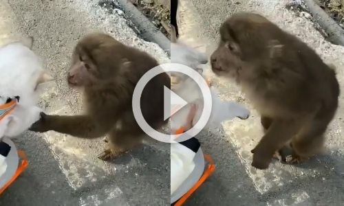 ടുട്ടുറുമോളെ തൊട്ടുനോക്കാനാശ; ഈ വിഡിയോ വൈറലായില്ലെങ്കിലാണ് അത്ഭുതം