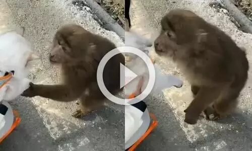 ടുട്ടുറുമോളെ തൊട്ടുനോക്കാനാശ; ഈ വിഡിയോ വൈറലായില്ലെങ്കിലാണ് അത്ഭുതം