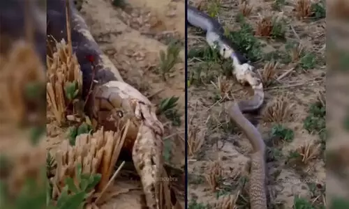 വിശന്നാൽ ഞാൻ ഞാനല്ലാതാകും-പാമ്പിനെ വിഴുങ്ങാൻ ശ്രമിക്കുന്ന രാജവെമ്പാലയുടെ ദൃശ്യങ്ങൾ