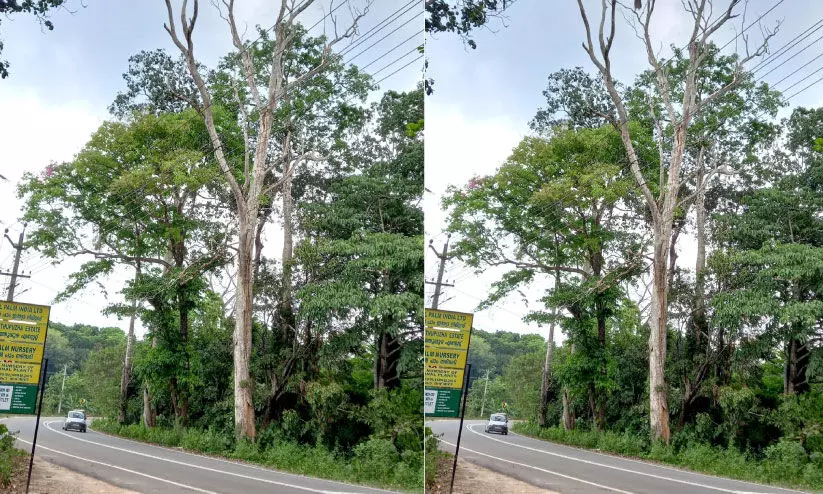 പാതയോരത്തെ അപകടഭീഷണിയിലായ മരങ്ങൾ മുറിക്കാൻ നടപടിയില്ല