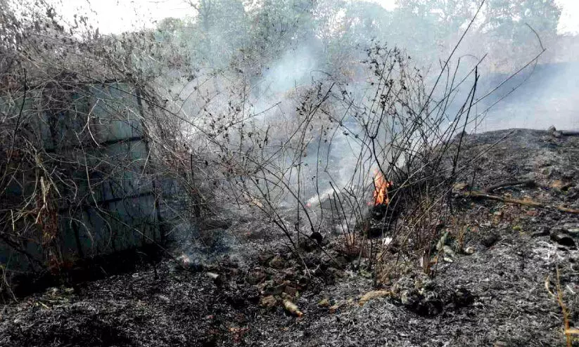 Five acres of cashew plantations were burnt