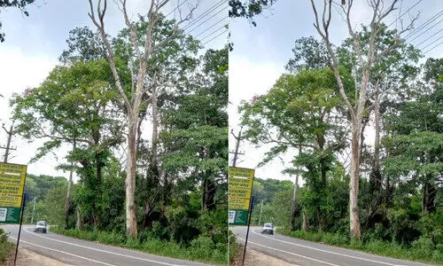 പാതയോരത്തെ അപകടഭീഷണിയിലായ മരങ്ങൾ മുറിക്കാൻ നടപടിയില്ല