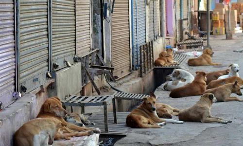 തെലങ്കാനയിൽ നൂറിലധികം തെരുവ് നായകളെ കൂട്ടത്തോടെ കൊലപ്പെടുത്തിയതായി പരാതി