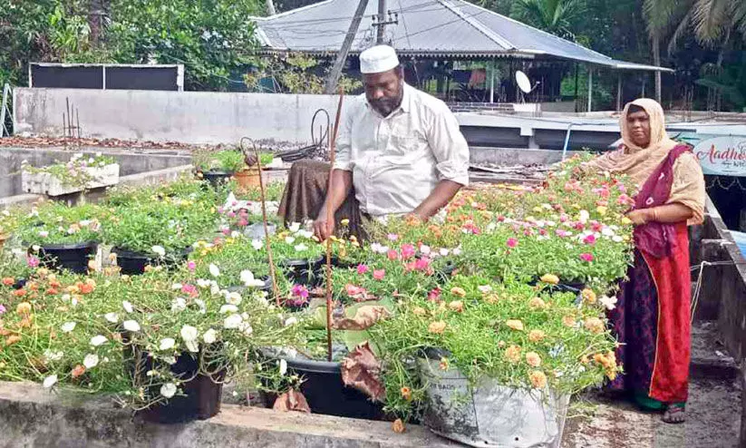 Flower cultivation