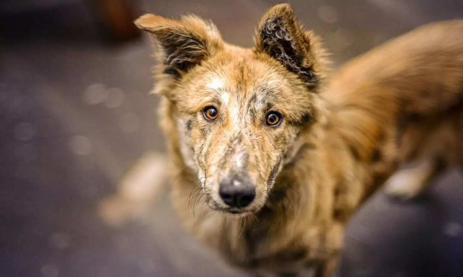 തെരുവുനായ്ക്കൾ കൂടുപൊളിച്ച് മൂന്ന് ആടുകളെ കടിച്ചു കൊന്നു