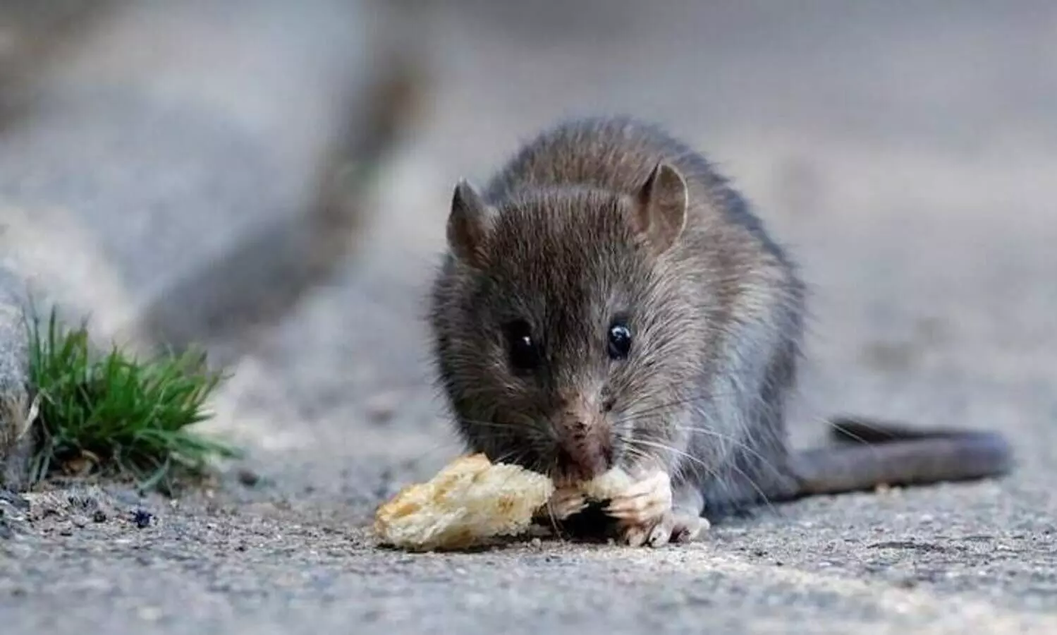 സർക്കാർ ആശുപത്രിയിൽ രോഗിയെ എലി കടിച്ച സംഭവം: സൂപ്രണ്ടിനെ സ്ഥലം മാറ്റി, രണ്ട് ഡോക്ടർമാർക്ക് സസ്‌പെൻഷൻ