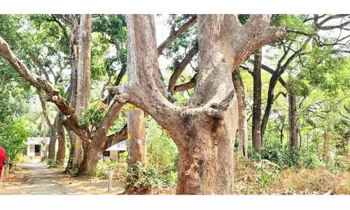 വനം വകുപ്പ് എതിർപ്പ് മറികടന്ന് വ്യാപക മരം മുറി