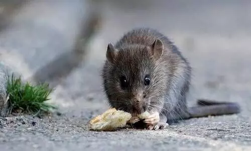 സർക്കാർ ആശുപത്രിയിൽ രോഗിയെ എലി കടിച്ച സംഭവം: സൂപ്രണ്ടിനെ സ്ഥലം മാറ്റി, രണ്ട് ഡോക്ടർമാർക്ക് സസ്‌പെൻഷൻ